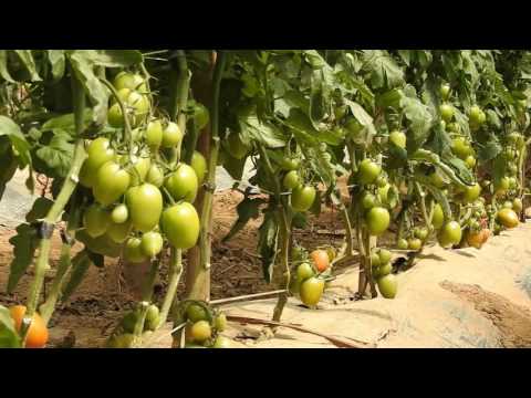 , title : 'Como plantar tomate em estufa, variedade BSll0020.'