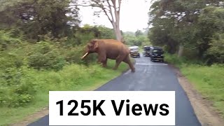 preview picture of video 'GAINT TUSKER ELEPHANT CROSSING ROAD IN MASINAGUDI'