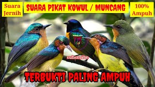 Download lagu SUARA PIKAT KOLIBRI WULUNG/KOWUL/KOLIBRI MUNCANG TERBUKTI PALING AMPUH SUARA PALING JERNIH mp3 Download lagu SUARA PIKAT KOLIBRI WULUNG/KOWUL/KOLIBRI MUNCANG TERBUKTI PALING AMPUH SUARA PALING JERNIH mp3
