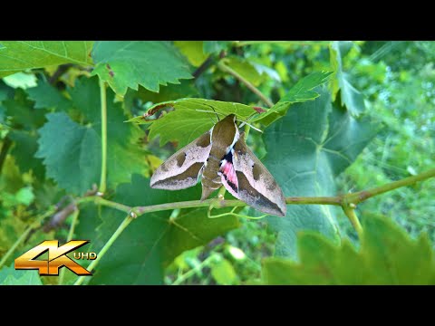 Beautiful Bugs and Insects in the Nature - 4K Ultra HD Nature Video #2