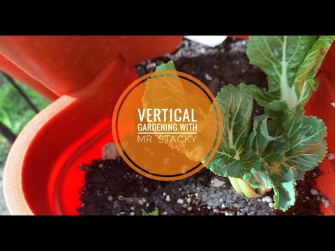 Vertical Gardening with Mr. Stacky - 2 week update