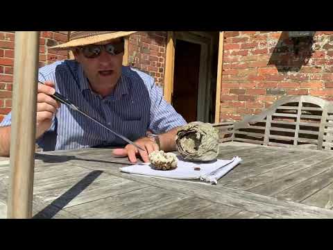 Tim underviser i hvepse