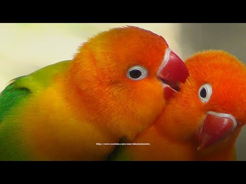 Green Opaline Lovebird - Lovebird Chirping Sounds