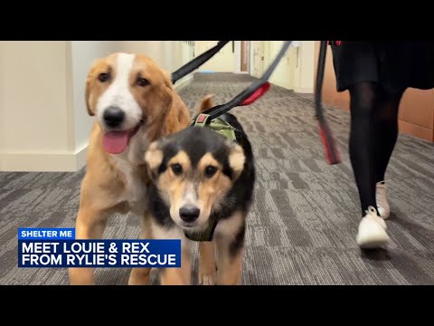 Shelter Me: Meet Rex and Louie from Rylie's Rescue - YouTube