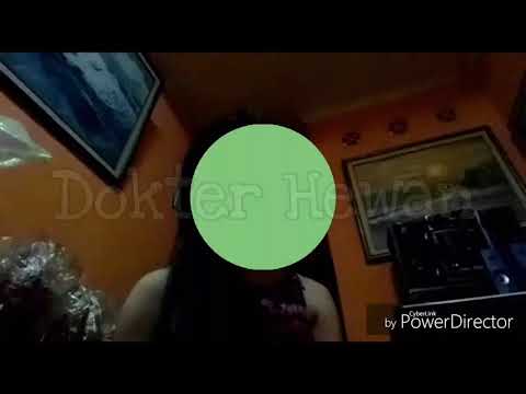 Boranget - Dokter Hewan