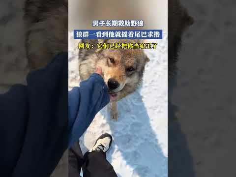 男子長期救助野狼，狼群一看到他就搖著尾巴求擼，網友：它們已經把你當狼王了 #共鳴 #大熱門