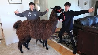 LLAMA PRANK ON FAMILY!