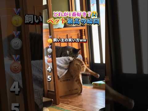 ペットで腹筋崩壊する瞬間ww #おもしろ #面白い #動物 #ペット