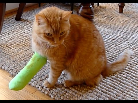 Shake A Leg - Cat Shakes His Bandage