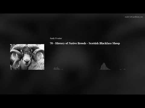 , title : '70 - History of Native Breeds - Scottish Blackface Sheep'