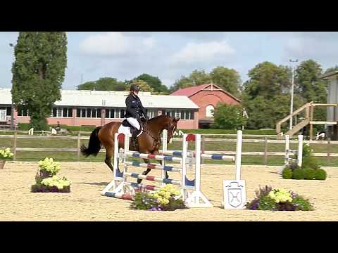 Holsteiner Elite-Reitpferdeauktion 2019 | Nr. 136 - Quinos v. Quintero-Leandro