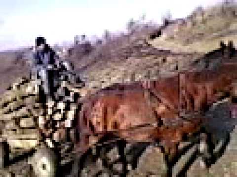 caii lui stelian din micoslaca