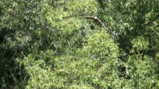 preview picture of video 'BŁOTNIAK STAWOWY. WESTERN MARSH HARRIER (only 480 p)'