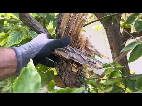 TREE DECISIONS HACKBERRY