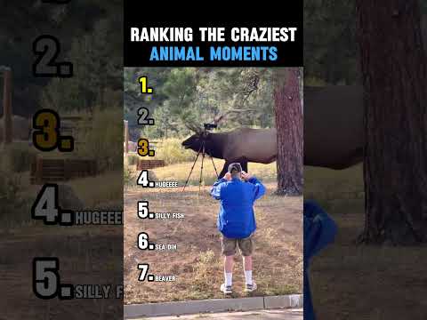 RANKING THE CRAZIEST ANIMAL MOMENTS