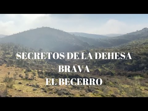 Toros de Lidia. Becerros. La Libertad de la Dehesa.