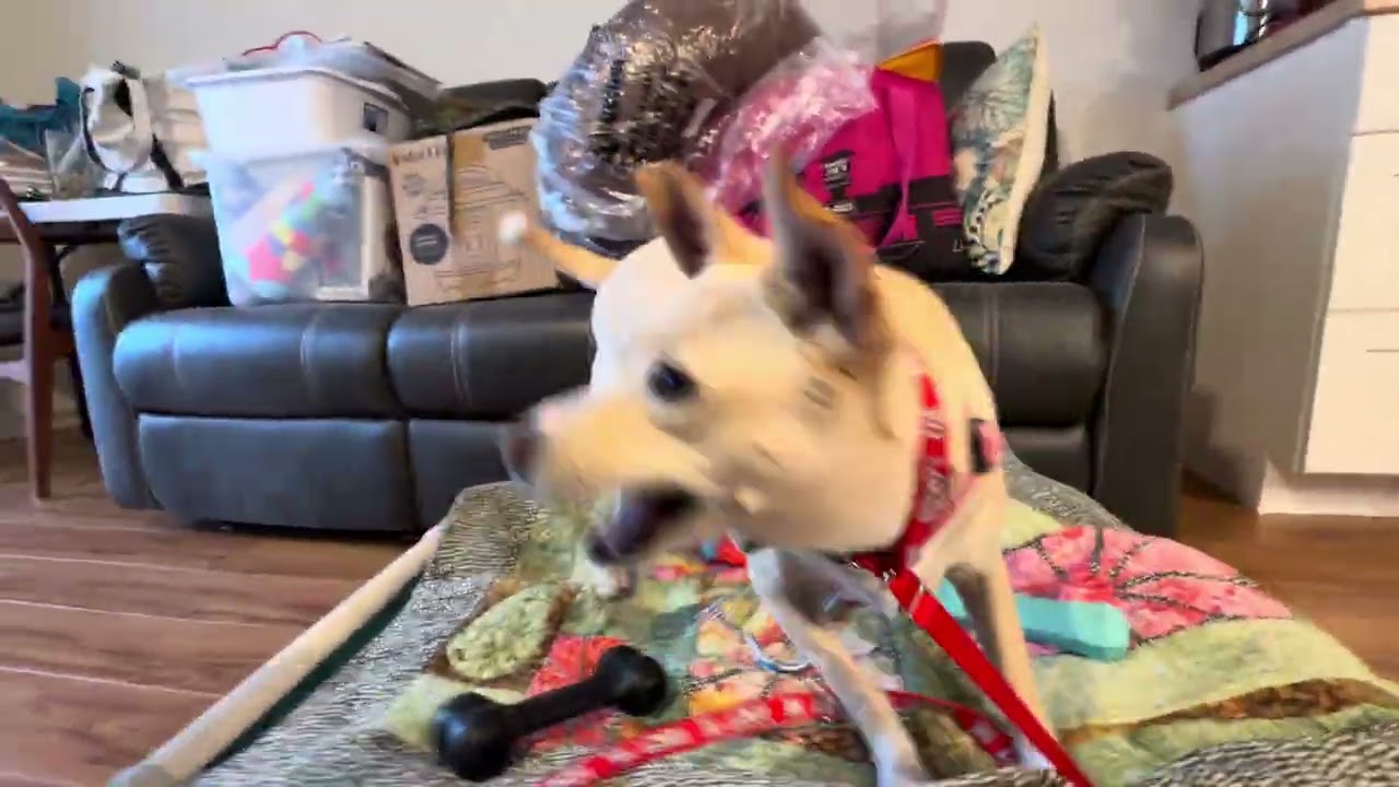 Vista, a ADOPTABLE mixed breed in Carlsbad, CA video 4/5