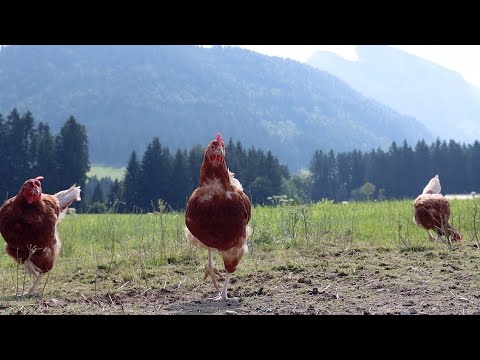 Genusstagebuch #37 - mit Peter Schwarzenbacher - Landgasthof Ortner, Eben im Pongau