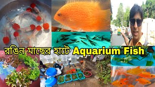 রঙিন মাছের হাটে Aquariumfish | Aquarium Fish Price | Serampore Aquarium Fish Price | Aquarium Fish