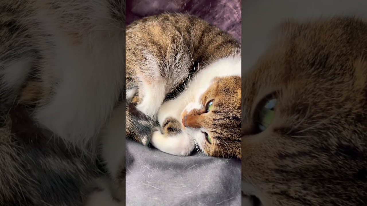 ニャンモナイト🤣　公開日:2026/4/5