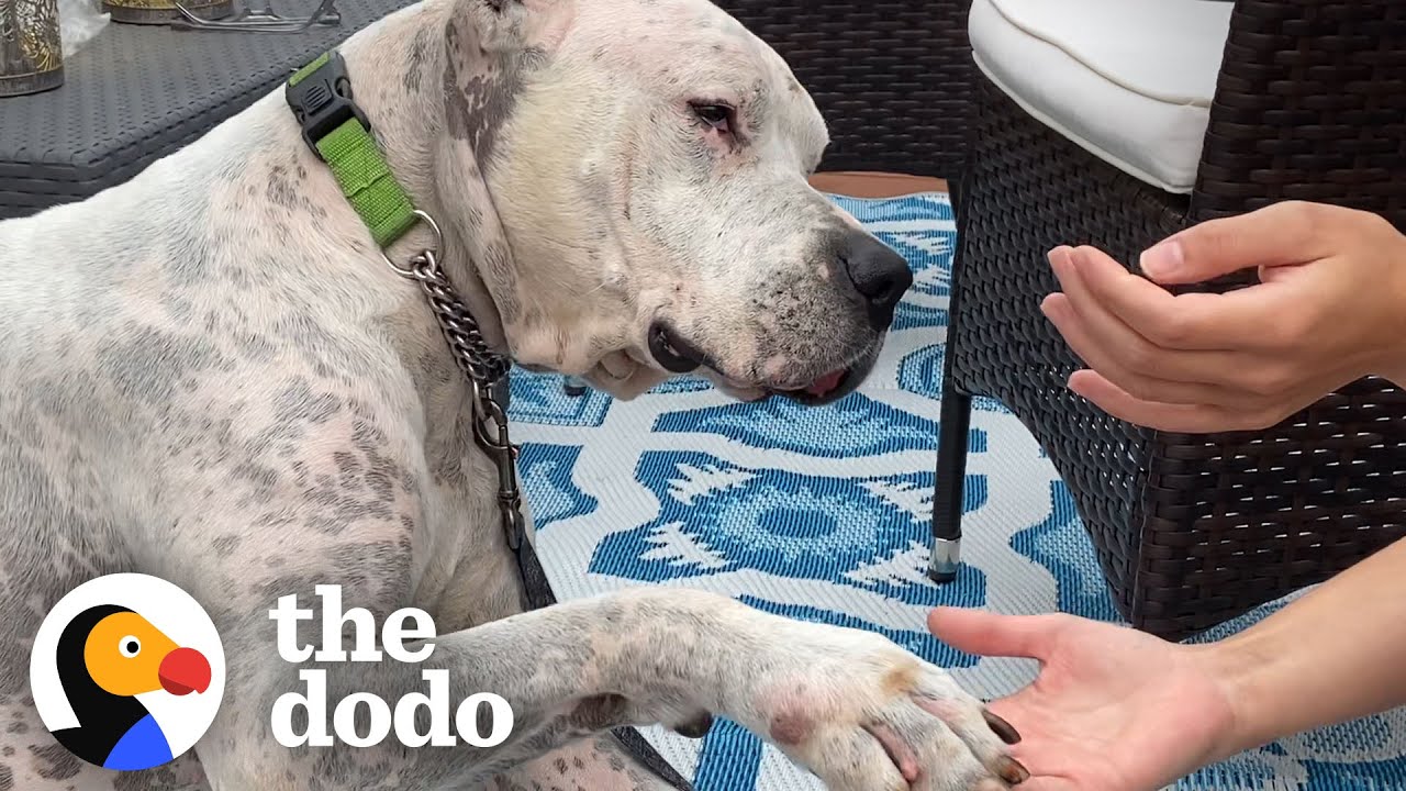 Watch The Tear-Jerking Moment This Dog Meets His New Mom | The Dodo Adoption Day