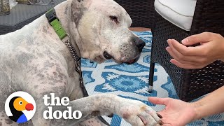 Watch The Tear-Jerking Moment This Dog Meets His New Mom | The Dodo Adoption Day