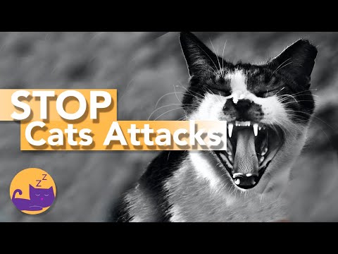 Why Does Your Cat ATTACK You When Petting Them - TOP REASONS