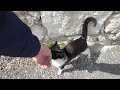 Chatty Tuxedo Cat Came Running To Me