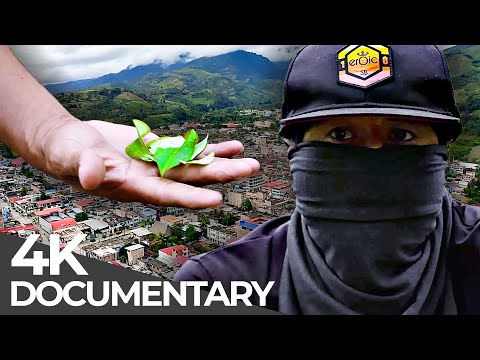 Crisis in Cocaine Valley