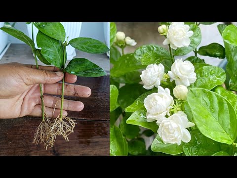 How to propagate Jasmine plant from cuttings