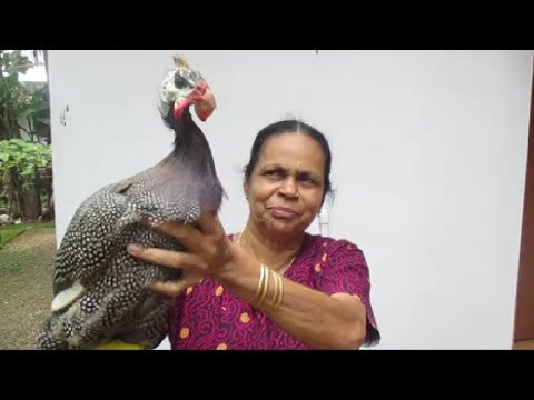 download lagu mp3 mp4 Guinea Fowl Vs Chicken Nutrition, download lagu Guinea Fowl Vs Chicken Nutrition gratis, unduh video klip Guinea Fowl Vs Chicken Nutrition