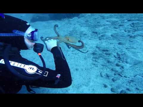 Momento mágico entre un cariñoso pulpo y una submarinista en Tenerife
