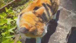 Pale Saints - "Fell From The Sun" [fan video]