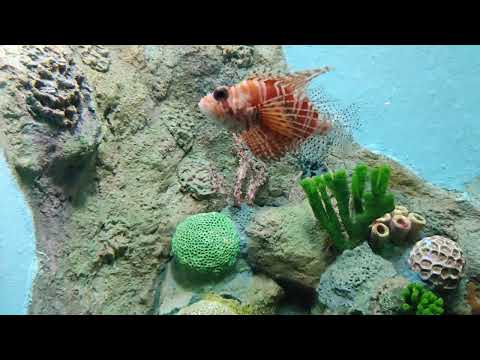 Saiyaara Title Song | Ahaan Panday, Aneet Padda | Tanishk Bagchi, Faheem A, Arslan N | Irshad Kamil