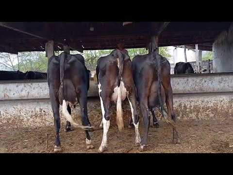 FEIRA NA FAZENDA MAS DE 20 VACAS DISPONÍVEL EM ÁGUAS BELAS PERNAMBUCO 11 de dezembro de 2025