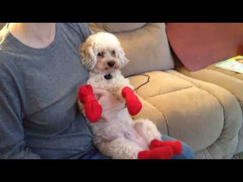 download lagu mp3 mp4 Poodle Boots, download lagu Poodle Boots gratis, unduh video klip Poodle Boots