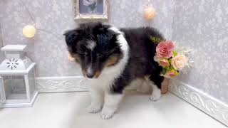 シェットランドシープドッグの動画01