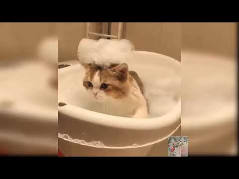 Cats videos | cats and dogs lover | cats meow cats meowing | cats fighting | Funny cats videos 2021