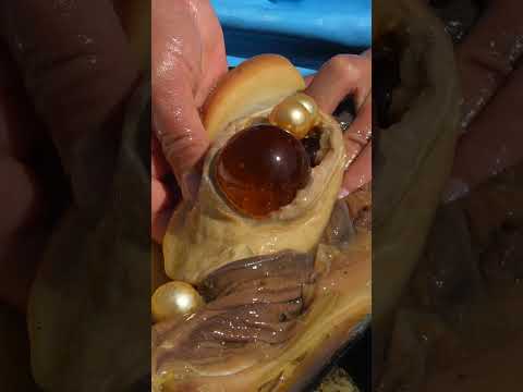 😱🔮 The Pearl Emperor in Clams and Oysters 👑