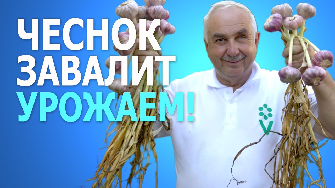 ДВА ПРИЕМА НА ЧЕСНОКЕ И ЛУКЕ В КОНЦЕ ИЮНЯ и урожай получите РЕКОРДНЫЙ! Секрет крупных головок