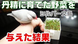 シルバー文鳥のリーフに大切に育てた野菜を与えてみました