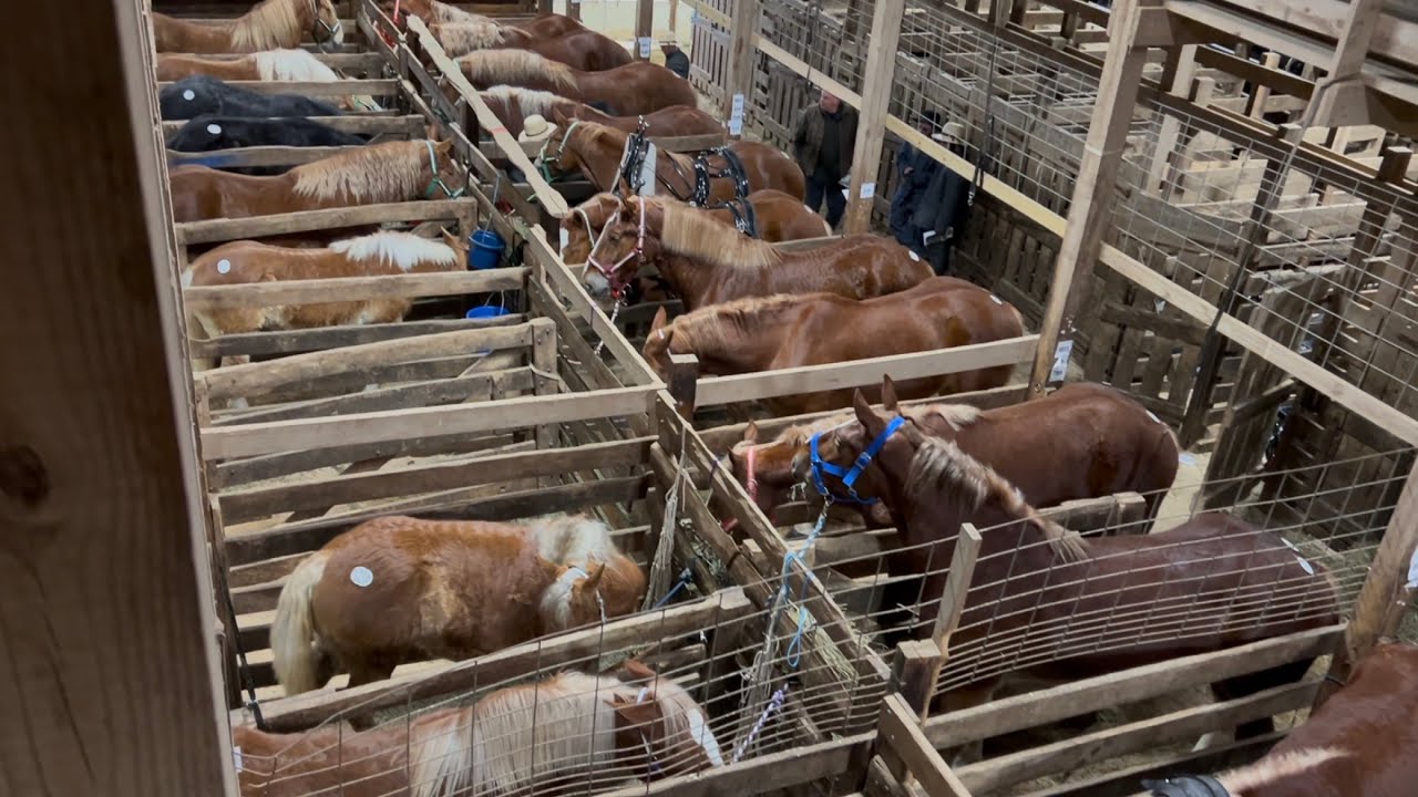 Mid Ohio Draft Horse Sale - Spring 2025