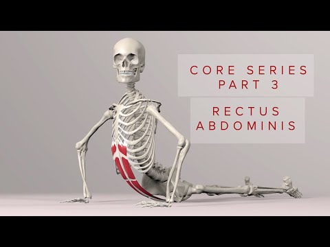 Core Series Part 3: Rectus Abdominis Muscle (3D Animation)