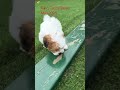 Teddy Bear dogs for sale: Sweetie - Video 1