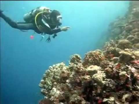 Drifttauchen Maheleg, Akassia Diving Spot  ´ Maheleg´  Drift Nord-Süd,Ägypten