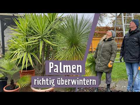 Bringing palm trees through the winter - how to survive frost | MDR Garden