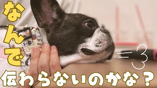 中々気持ちが伝わらないフレブル😅