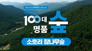 [#100대명품숲] 소중한 자연의 유산을 품은 #울주_소호리_참나무숲