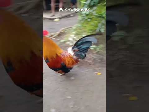 #bantam no#retret no#surrender..#shortviews#shortvideo