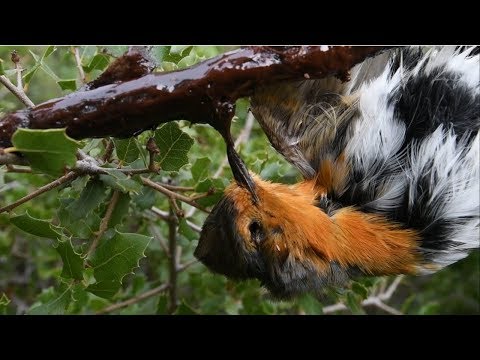 L'intolérable réalité de la chasse à la glu